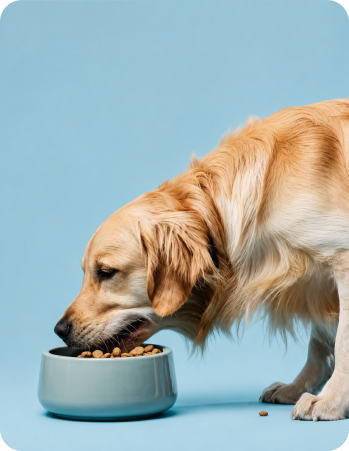 Delicious Meals for Your Pets