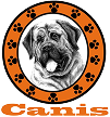 Canis