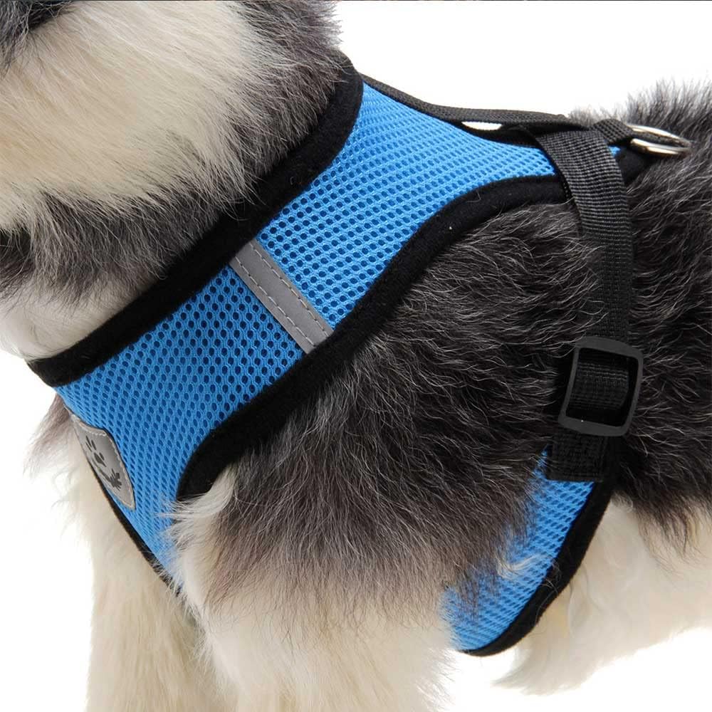 Harness Kit With Leash For Cats