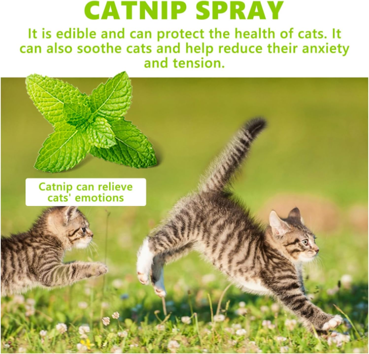 Catnip Spray 100ml